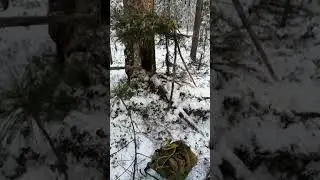 Соболь-низовой капкан.