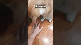 Cat playing
