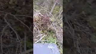Вездеход Зевс. Прохождение бурелома.