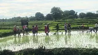 Beauty of Rural India | Farmers enjoying their Work | Ramtek | Paddy Fields
