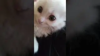 котик смотрит в камеру