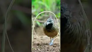 Very Amazing Bird Trap for Catching Bird