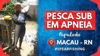 Pesca Submarina em Apneia - Várias Capturas #fishinglife  #fishingvideo #spearfishing
