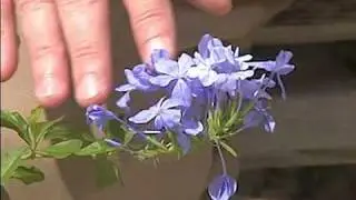 True Blue Flowers