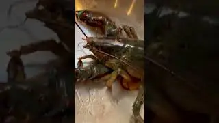 LIVE LOBSTER 🦞 #shortsfeed #trending #lobster #seafood #food #viralvideo #shorts
