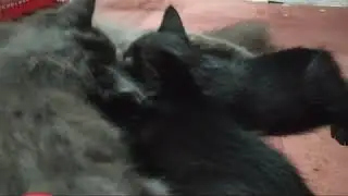 Siapa sangka, Ternyata, Kucing Juga Bersahur loh