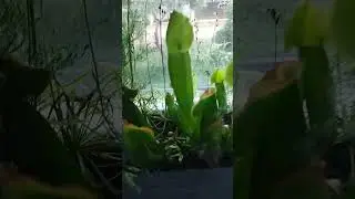 Мои любимые хищники