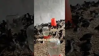 заказ учун