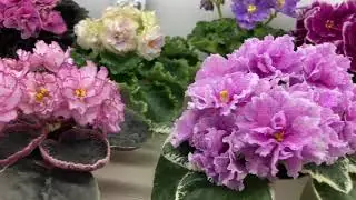 Наши сеянцы фиалок. Май 2021 г.