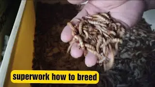 SUPERWORM how to breed/Paano mag parami