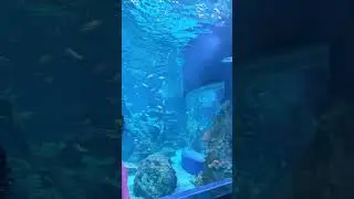 Keseruan di BXSea Aquarium - Bintaro Xchange Mall - Tangerang