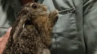 Во время стрима наткнулся на зайку🐇/Быть добру/