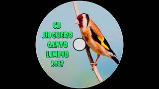 CD Jilguero Cante Limpio 2017 / Carduelis Carduelis 2017