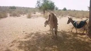 DONKEY Mating 😁😁💯
