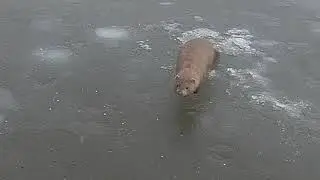 15 03 21  Мы с норкой на рыбалке