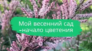 My spring garden is the beginning of flowering.Мой весенний сад  - начало цветения.