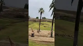 长腿鹿哥好呀 圣诞圣地亚哥行看到了漂亮的长颈鹿