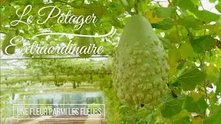🍅 Une balade avec nous au Potager Extraordinaire 🌶