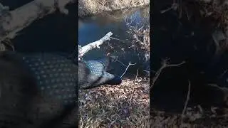 проверка капканов на бобра