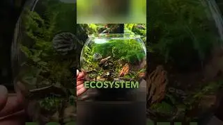 Creating an Ecosystem Terrarium For Tiny Bugs!🐞