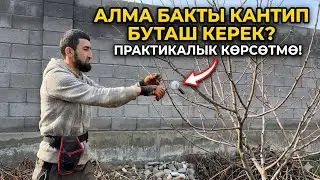 Алманы кантип бутоо керек/ обрезка яблони/зимняя обрезка/Жалал-Абад