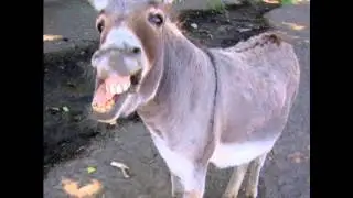 Opie & Anthony: Donkey Sex