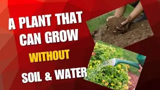 How To Grow Air Plants At Home | Care tips | How to fertilize air plants