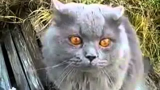 Скажи ГА! Разговаривающий кот! Ржака!
