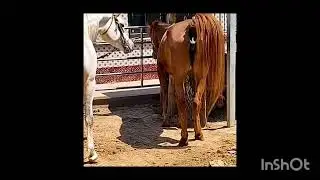 Horse breeding 