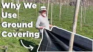 Why We Use Ground Covering Material when Growing our Grapes