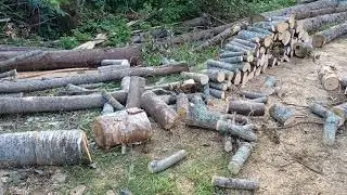 cutting hardwood for winter