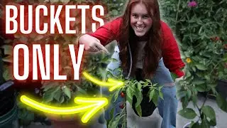 Pepper SUCCESS In Cold Climates! The Key Is This!