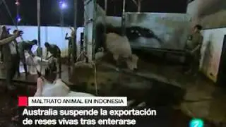 Mataderos en Indonesia: Un negocio sangriento (Mara Torres - La 2 Noticias)