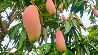 Media tanam untuk mangga