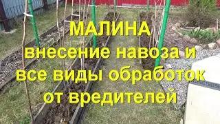 56. МАЛИНА по методу Соболева. Часть 8 - обработка от вредителей по 