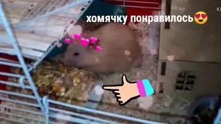 Как сделать съедобный тоннель для хомяка? Игрушка - погрызушка хомячку своими руками❤️😊  Хомо / Шоу