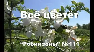 Всё расцвело! "Робинзоны" 111