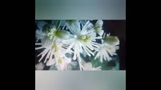 твои волосы пахнут цветами