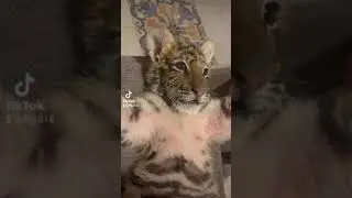 un bébé tigre trop chou