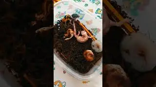 Вылупилось 2 эублефара.