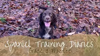 Gundog Training - Grade 3 Practice