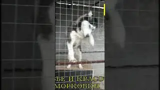 эх, клетка мешает...