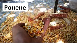 Ронене на царевица