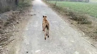 Race with dog speed 