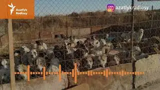 Dar kapasada, aç-suwsyz ölüm. Haýwanlara rehimsizlik dowam edýär