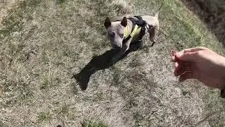 Thai Ridgeback dog is walking in a beautiful  place in Alberta