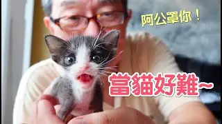 貓竟然不會用貓砂?!瞞著爸媽照顧奶貓的結果是...？｜傲嬌爸的養貓日常