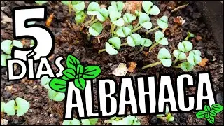 COMO SEMBRAR ALBAHACA DESDE SEMILLA 🌱| COMO GERMINAR SEMILLAS DE ALBAHACA EN 5 DÍAS #plantas #jardin