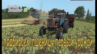 Подбираем пшеницу на комбайне Енисей 1200 |Фс 17| вожу на белорусе мтз 80 зерно домой