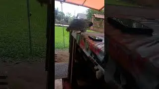 minha garnize não sabe onde vai colocar seu ovos.